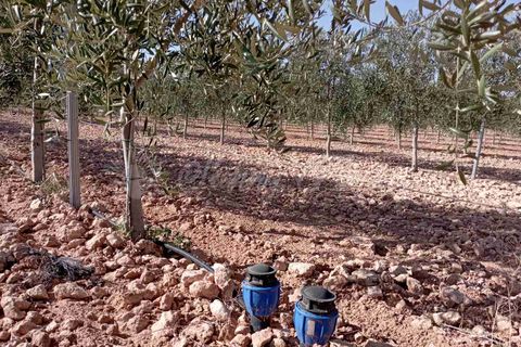 Helårsgrund i Yecla, Murcia, Yecla - € 300.000 | Ref: SF0504 - foto 7